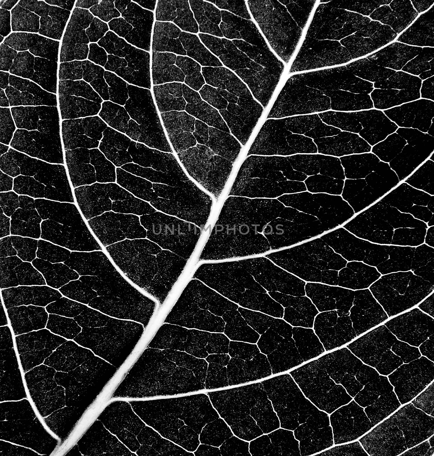 black and white leaf texture by sommai