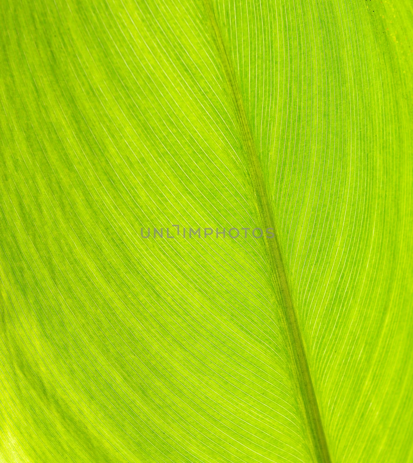 leaf texture by sommai