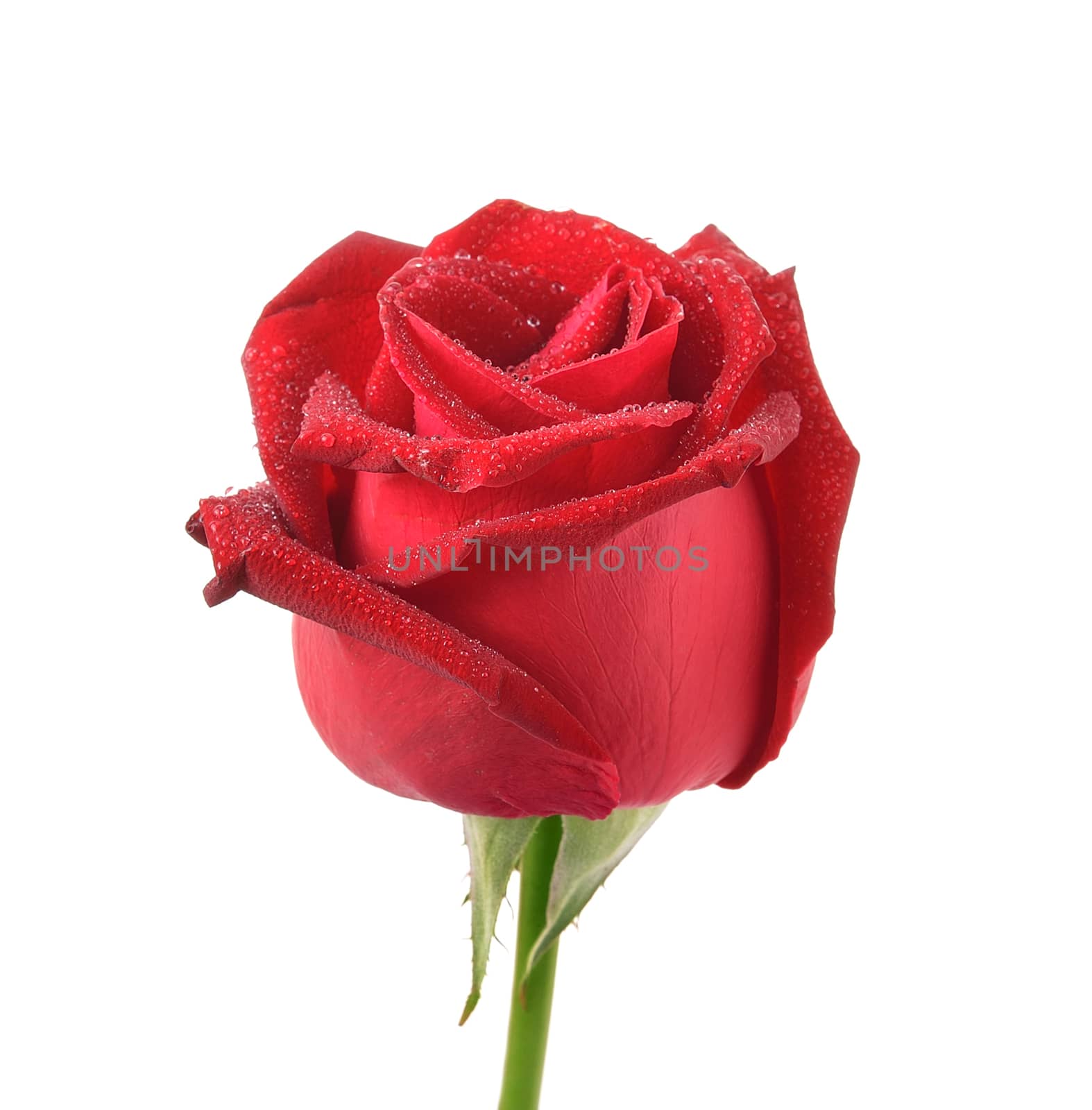 rose on white background