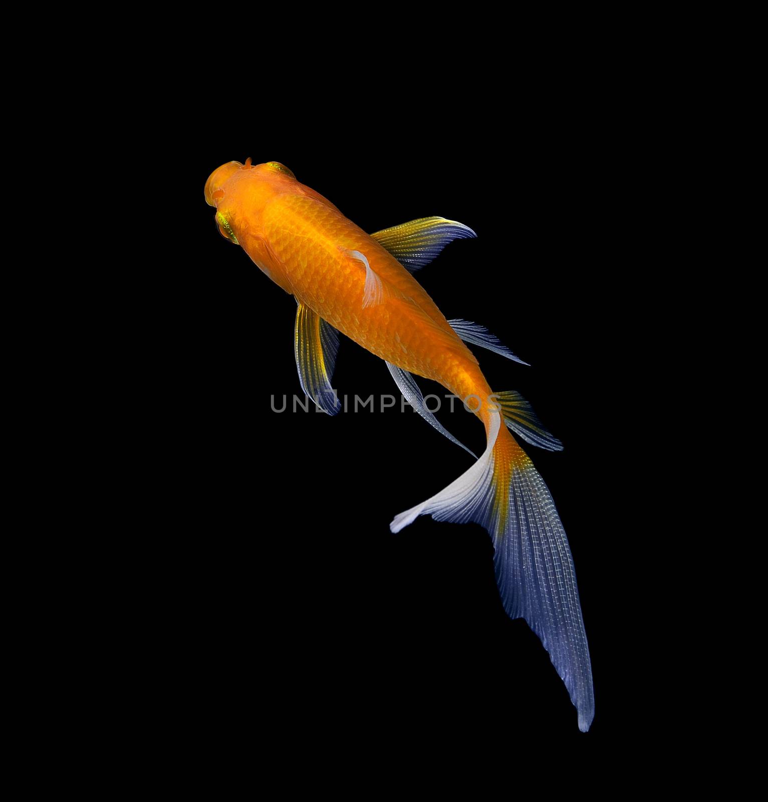 gold fish isolated on black 