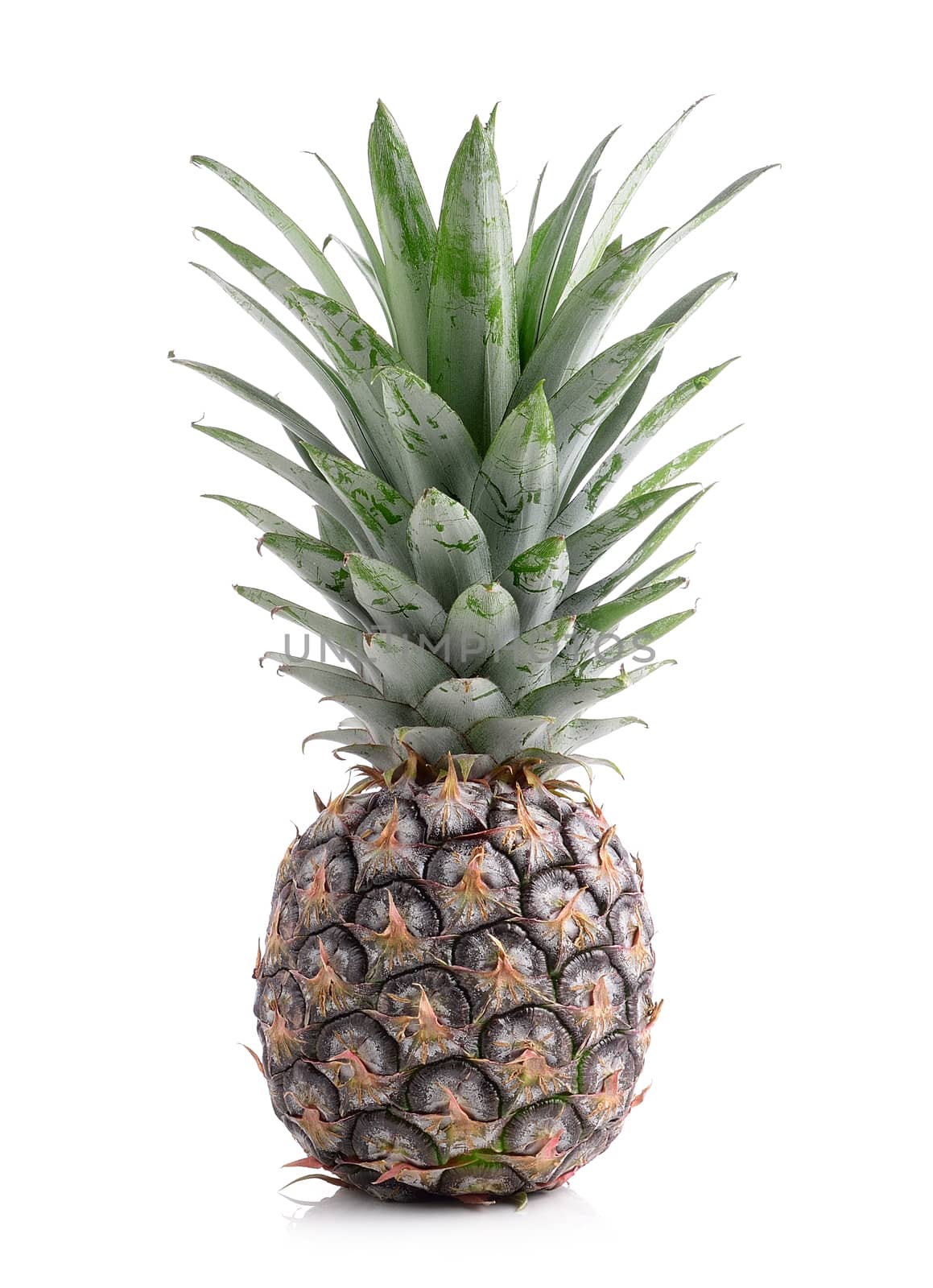 pineapple on white background