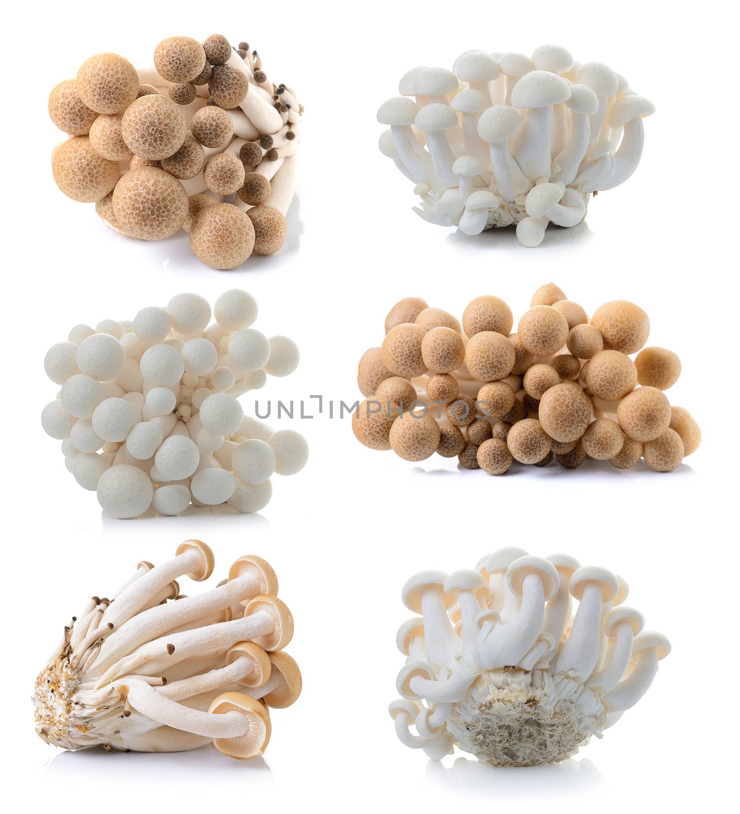 brown beech mushroom and white mushroom isolated on white background