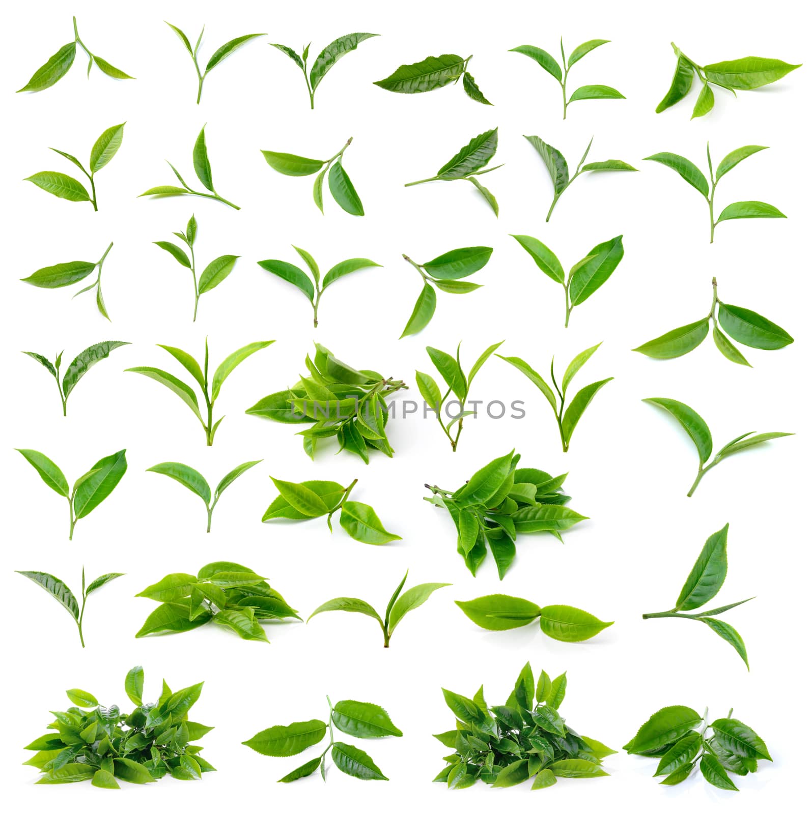 Green tea leaf isolated on white background by sommai