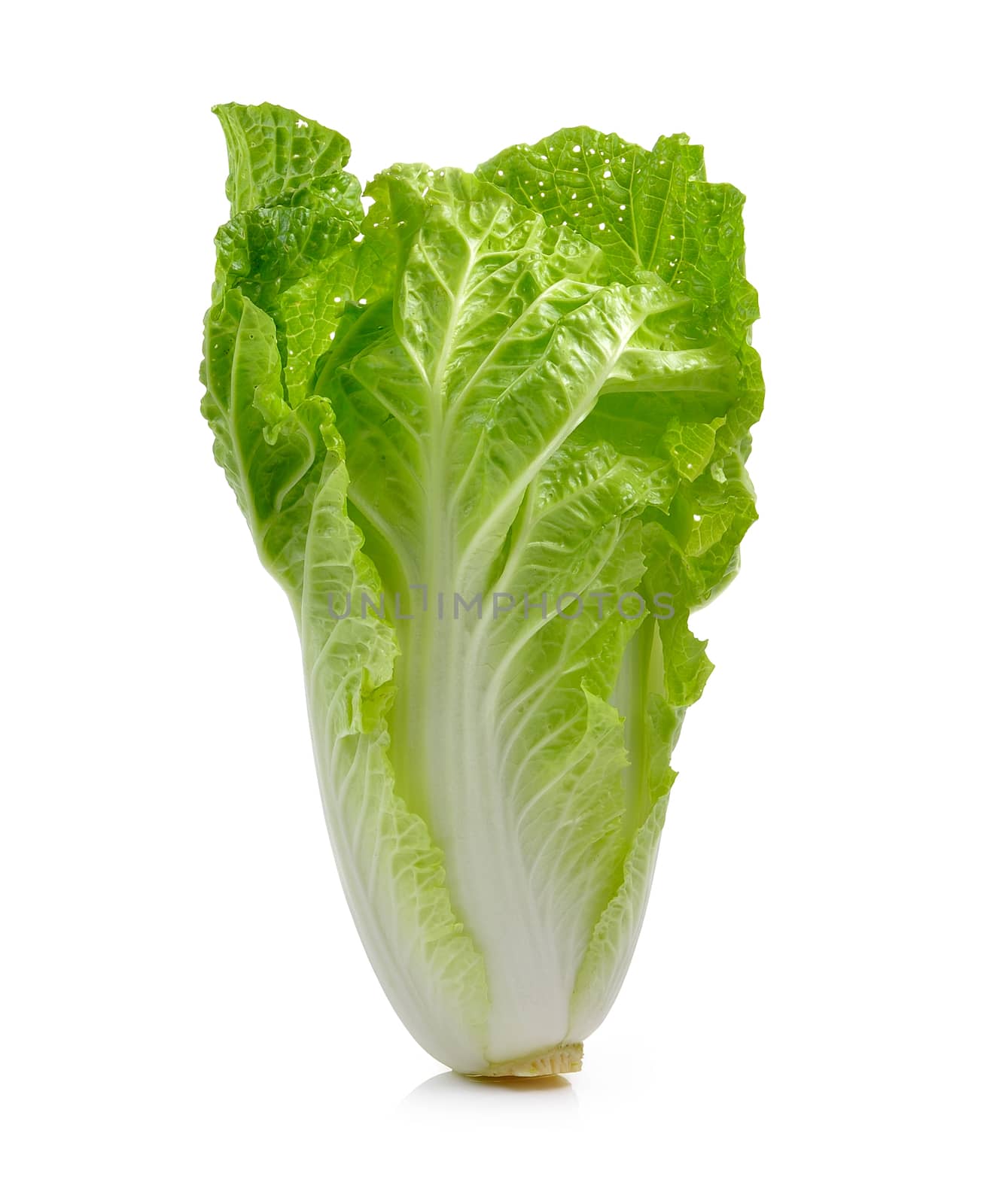 fresh chinese cabbage on a white background