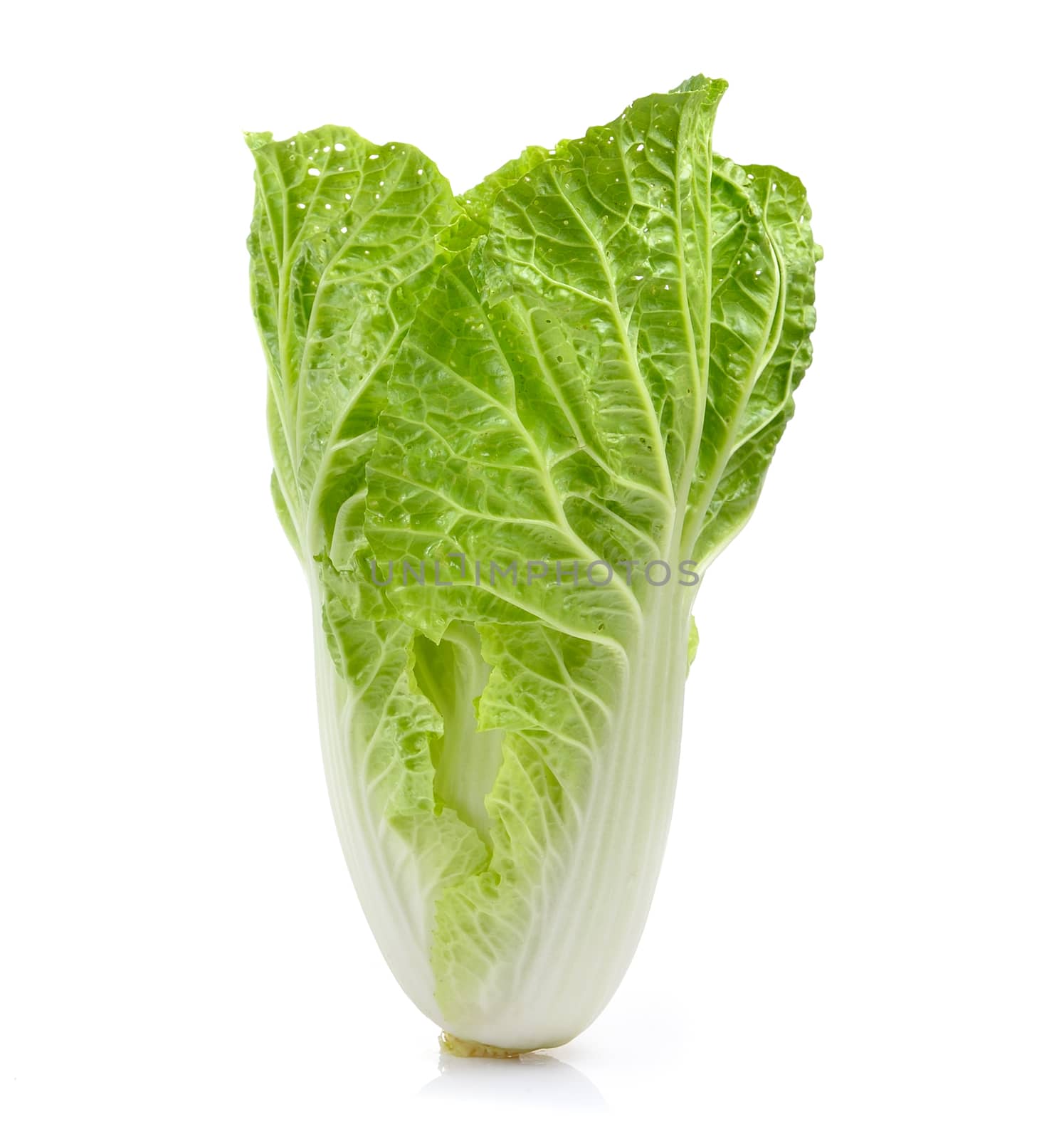 fresh chinese cabbage on a white background