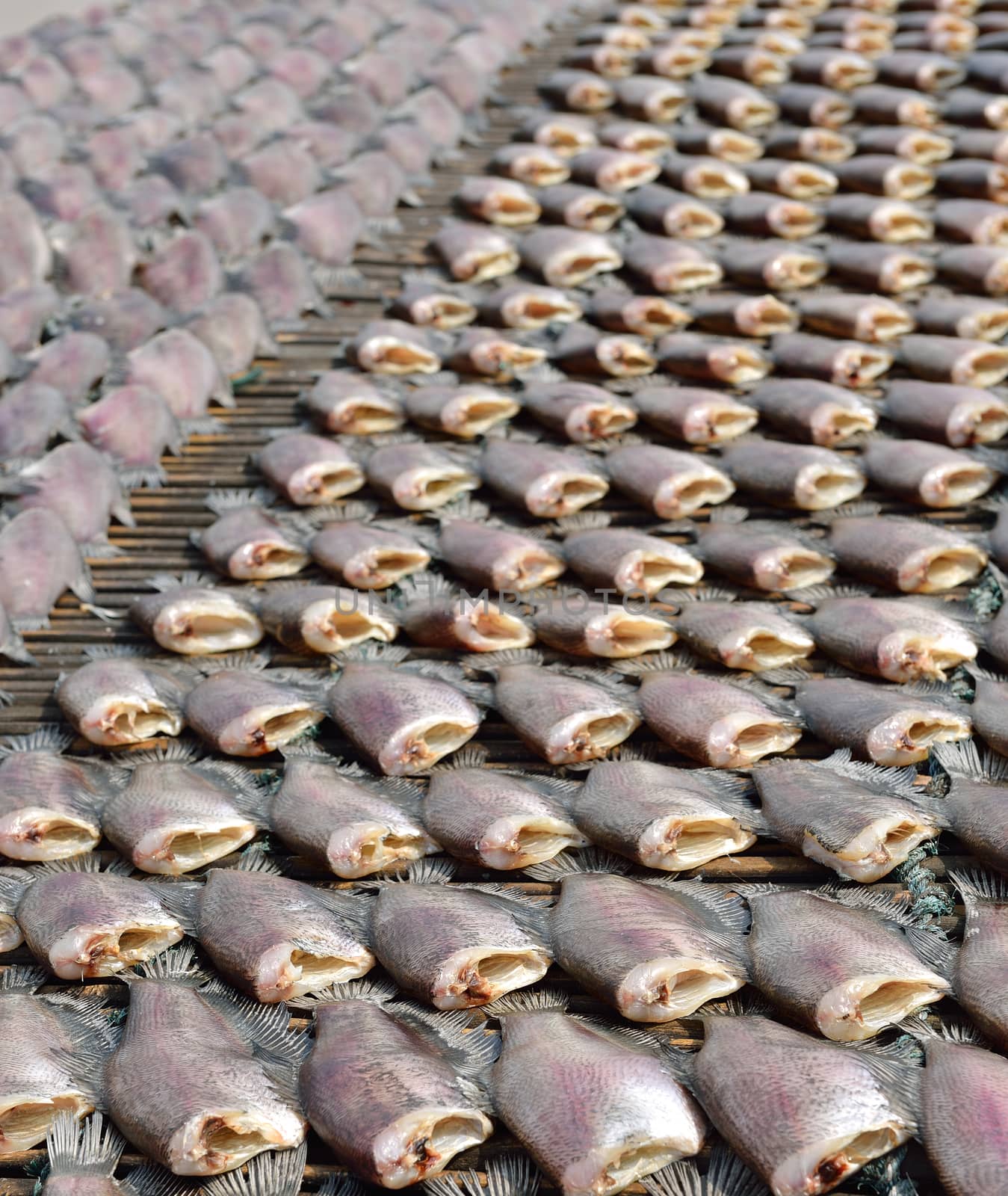 Sun dried salid fish before cooking sell in the market in thaila by sommai