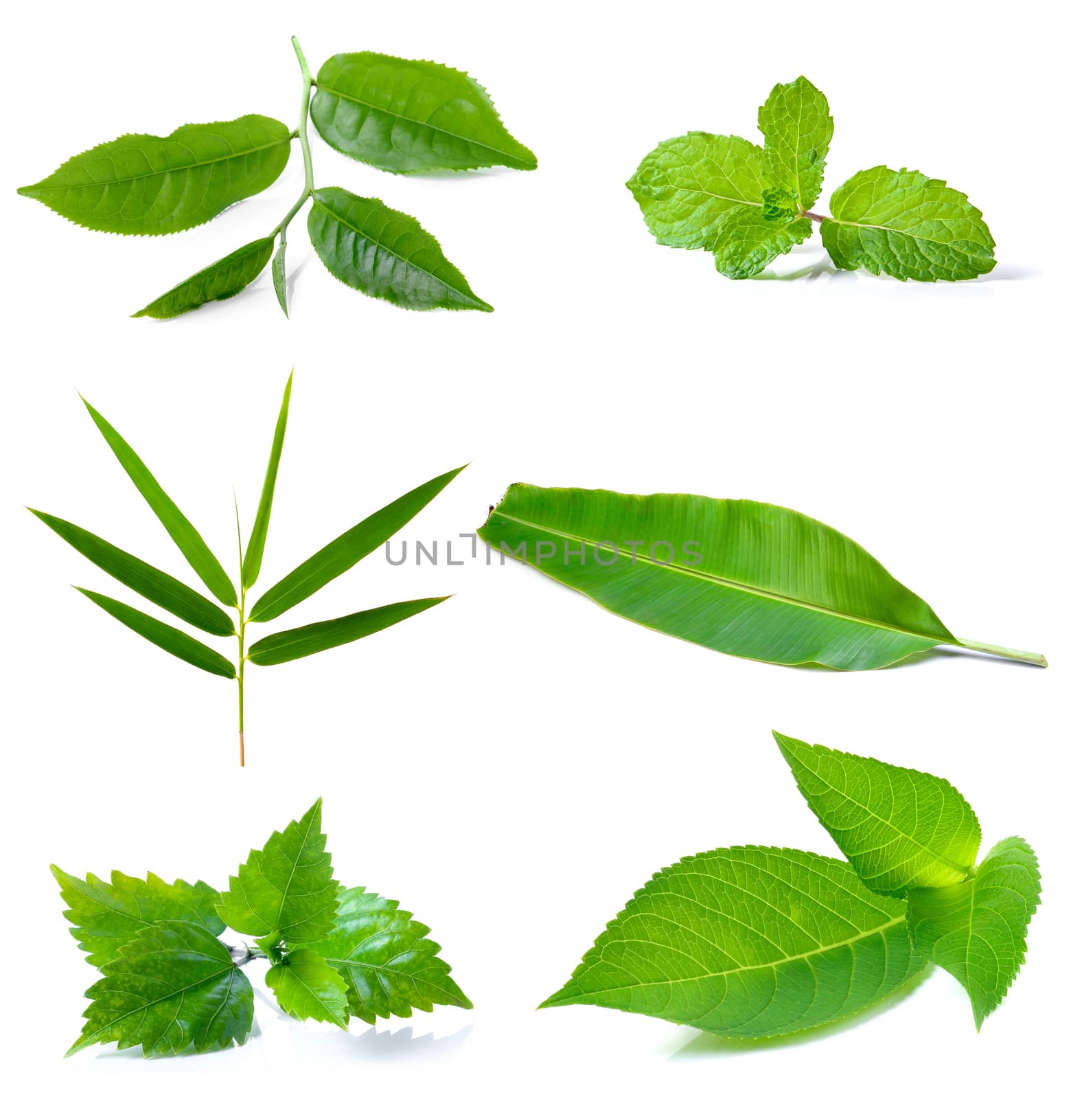 green leaves on a white background