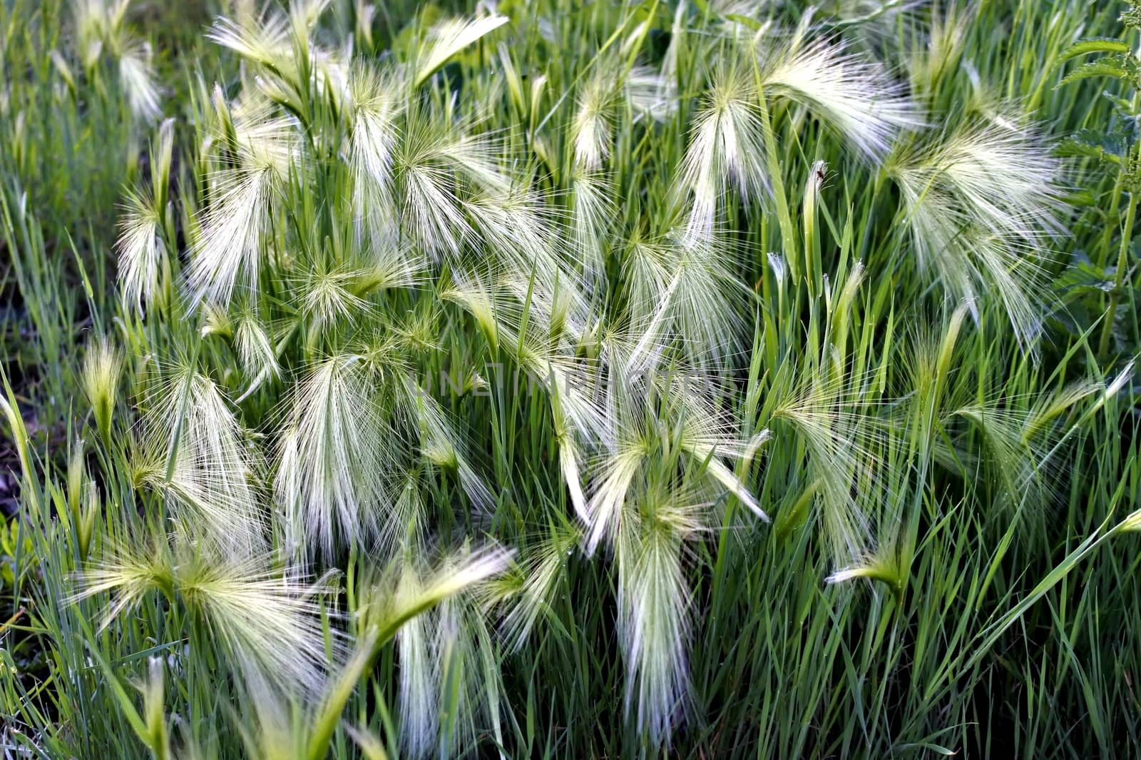 steppe feather grass illuminated by contour sun