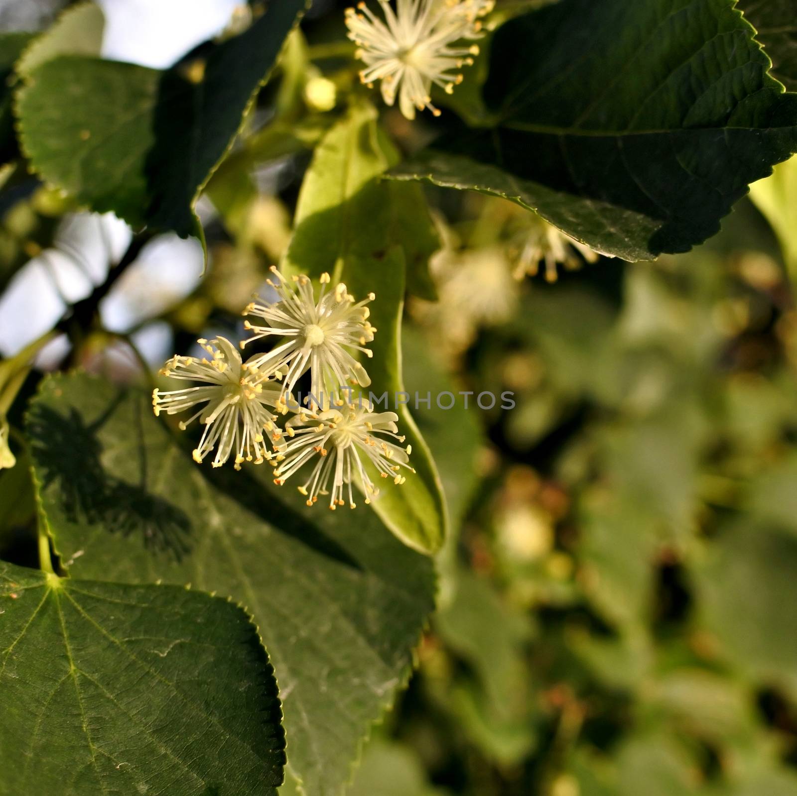 flowers of the Linden tree, soft focus