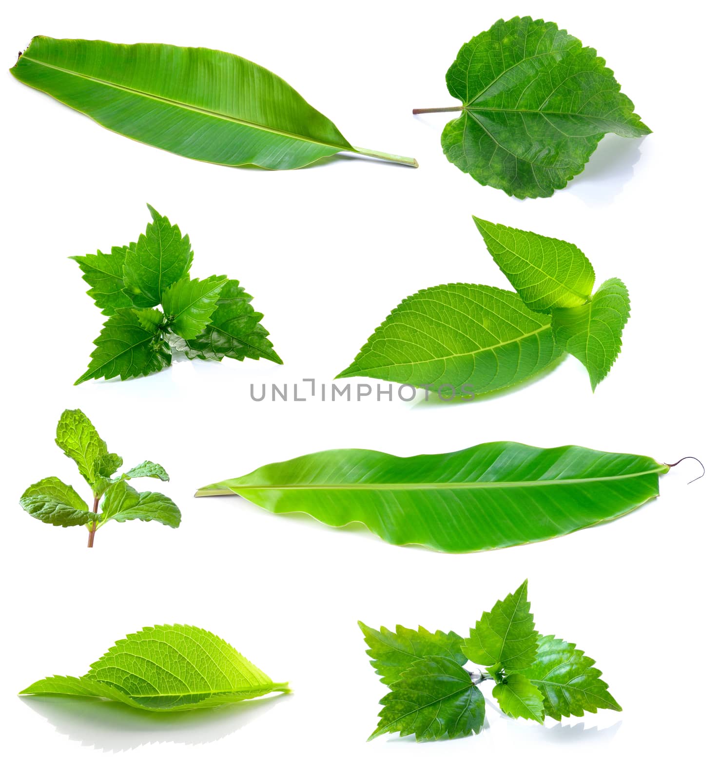 Green leaf on white background