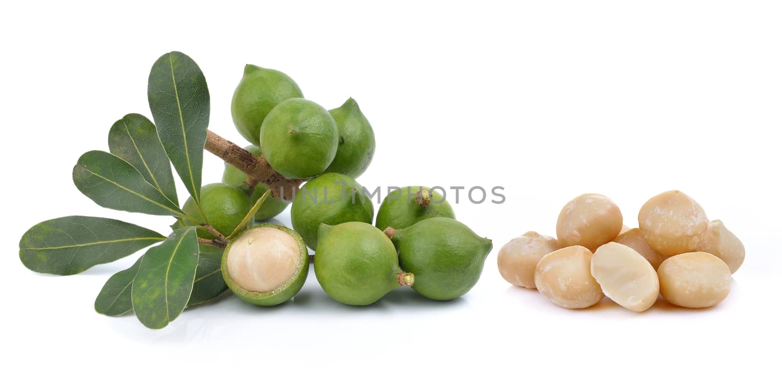 fresh macadamia nut on a white background