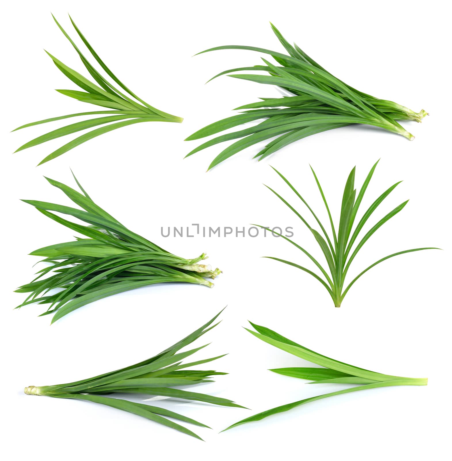 Fresh Pandan leaves isolated on white background by sommai