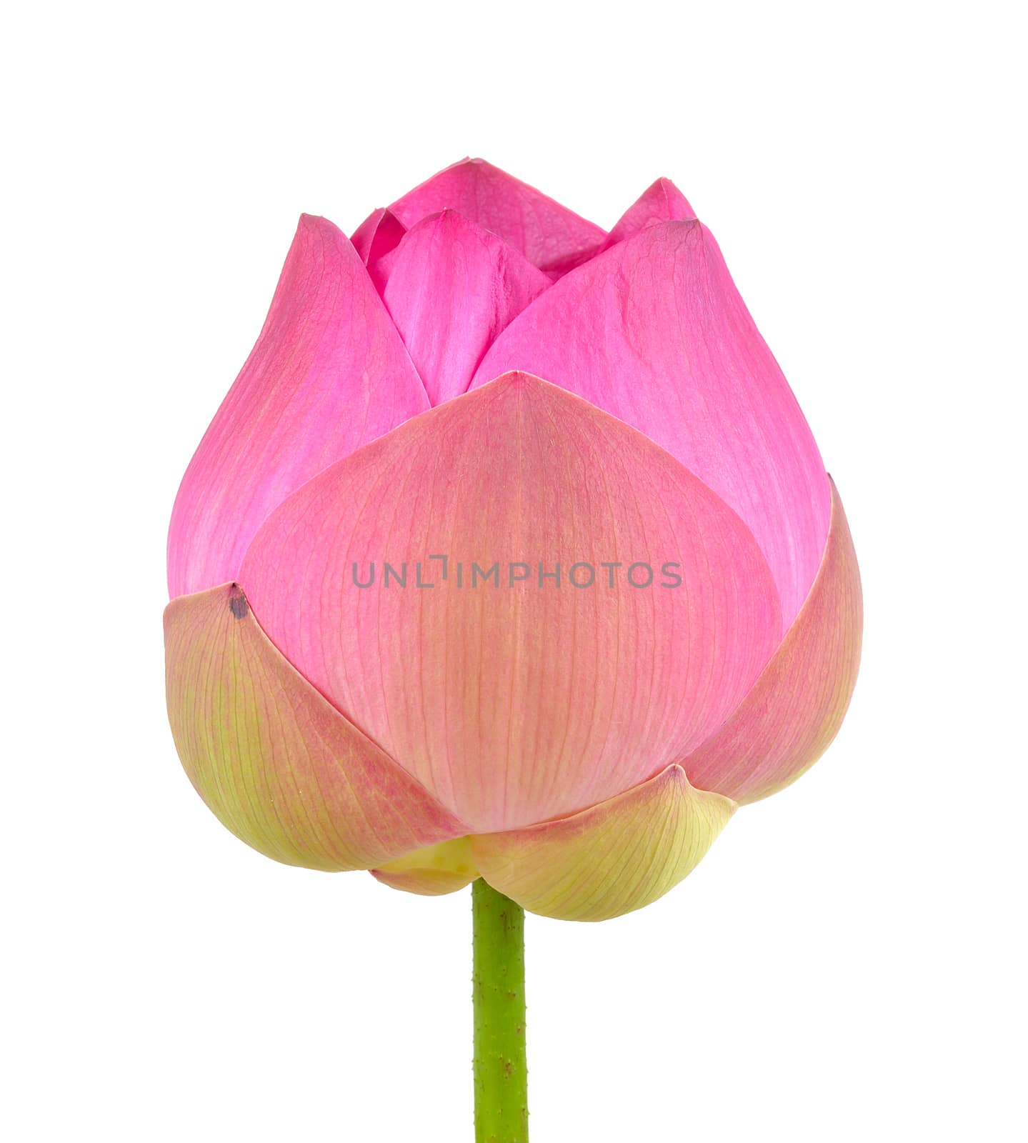 pink lotus on white background by sommai