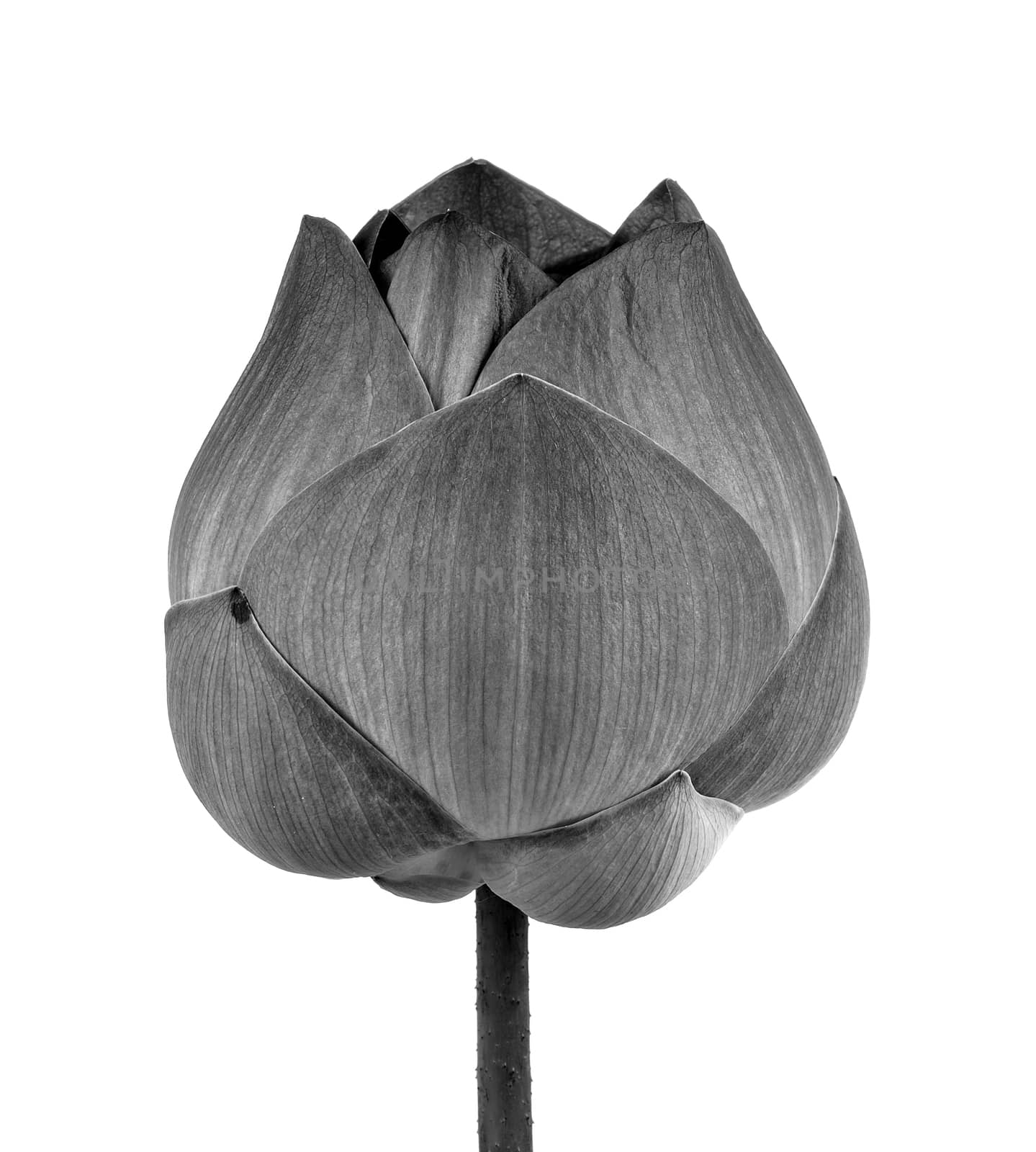 Lotus flower in black and white isolated on white background by sommai