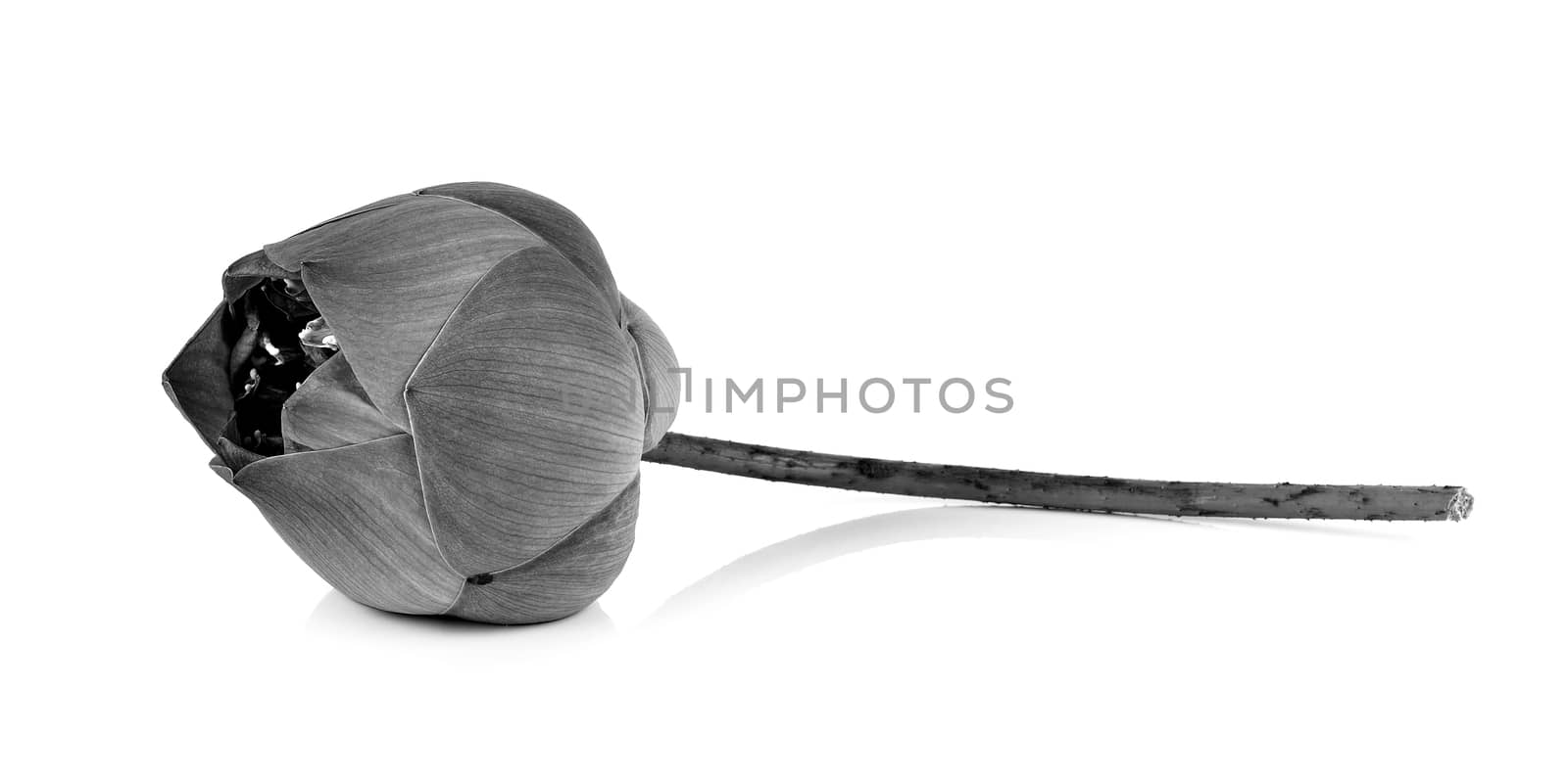 Lotus flower in black and white isolated on white background