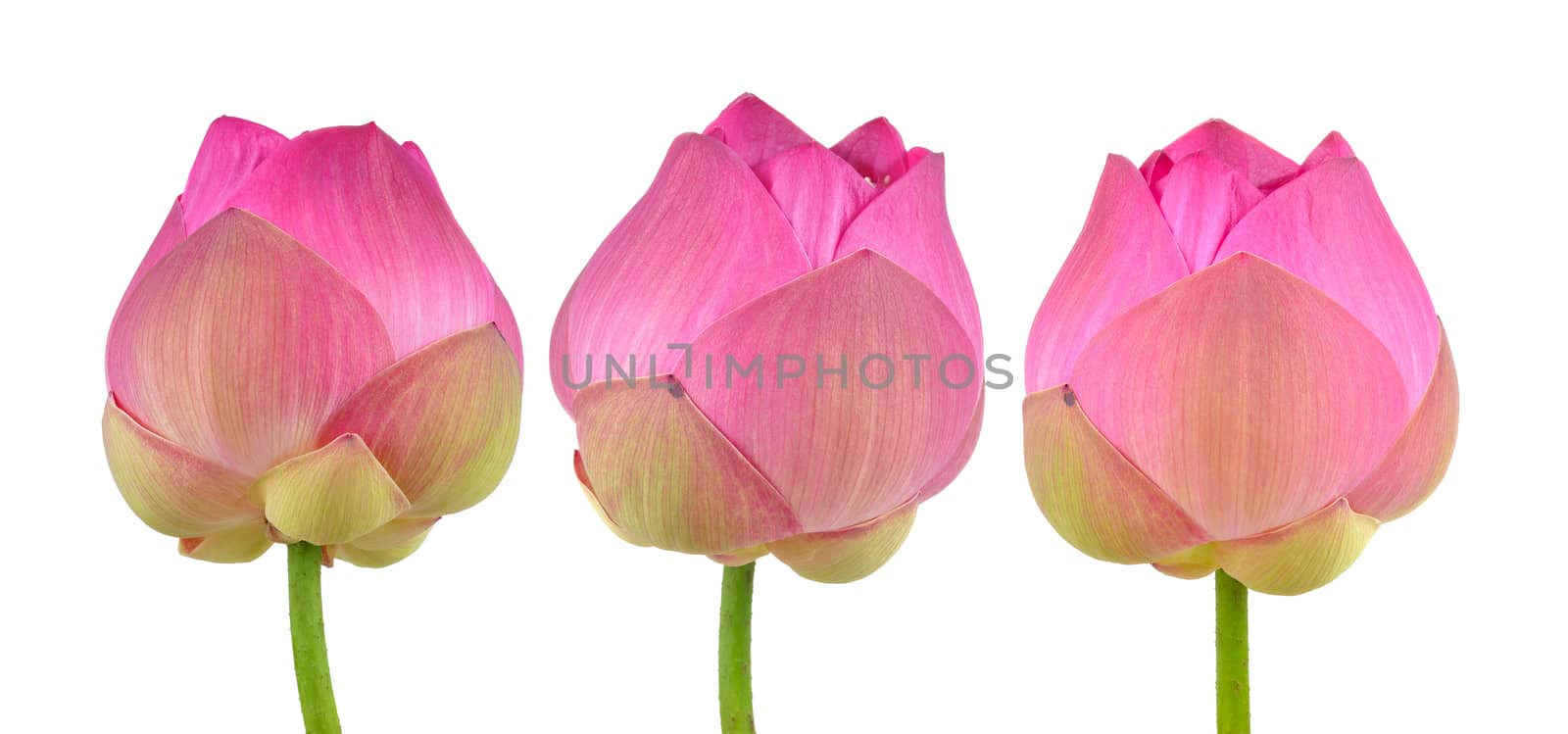 pink lotus on white background by sommai