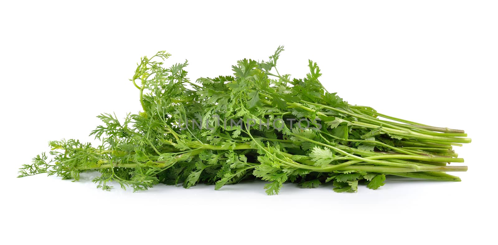 coriander on white background by sommai