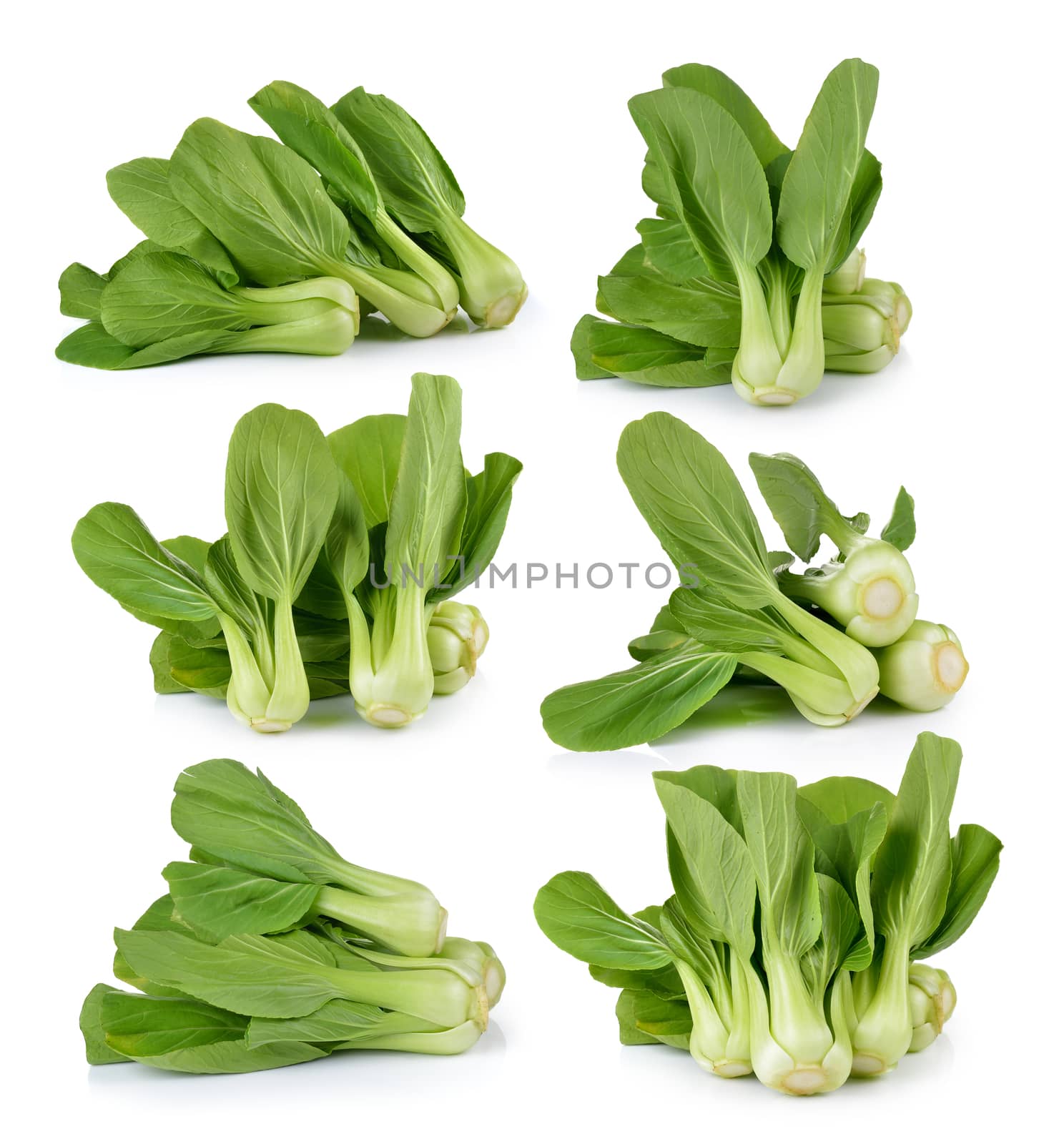 Bok choy vegetable on white background by sommai