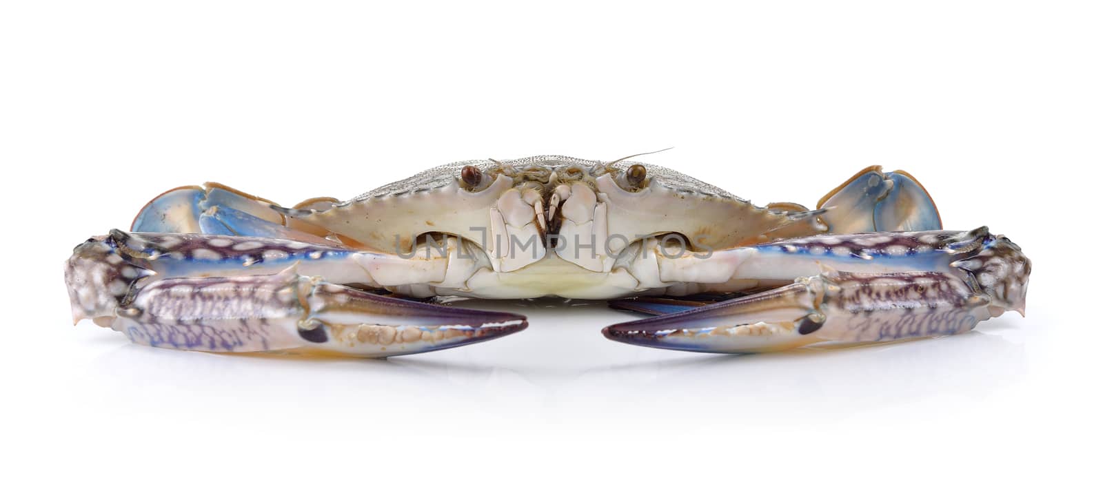 Blue Swimming Crabs on white background by sommai