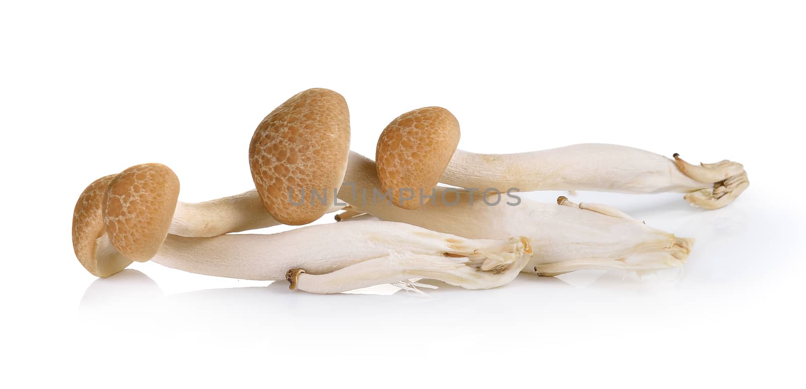 Brown beech mushrooms isolated on white background
