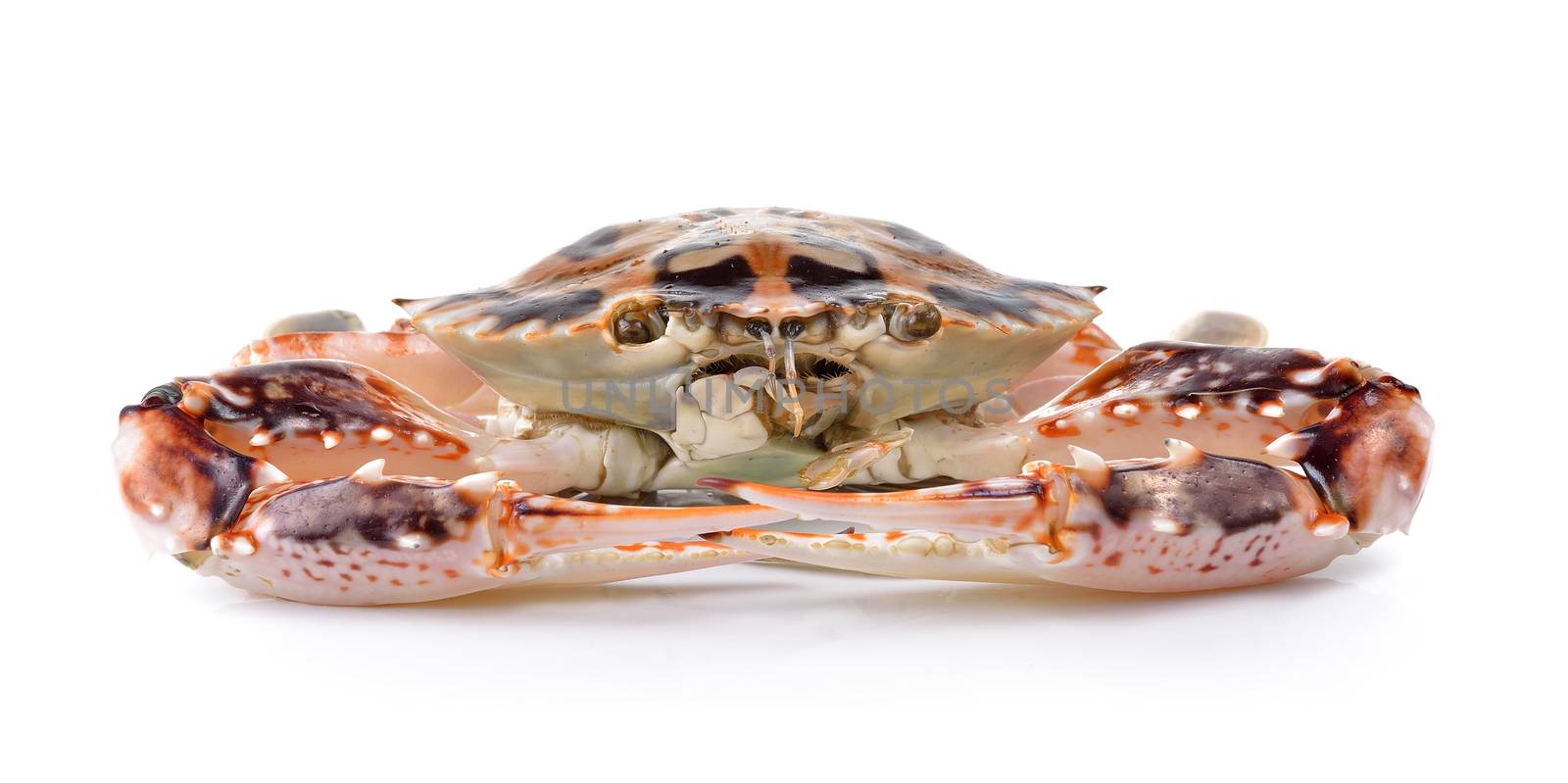  serra ted mud crab on white background by sommai