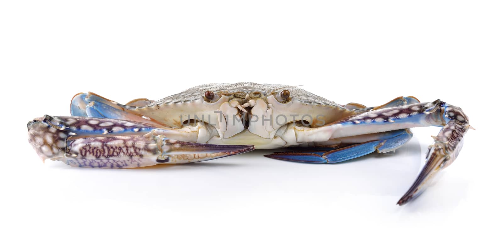 Blue Swimming Crabs on white background by sommai