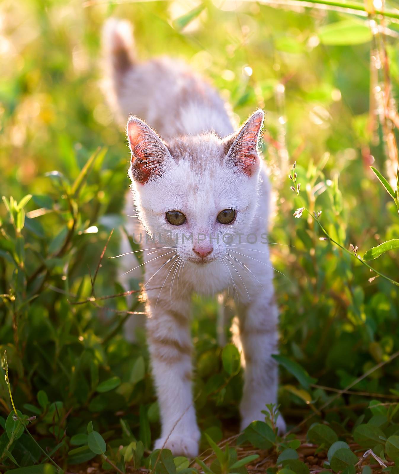 Young cat on green meadow by sommai