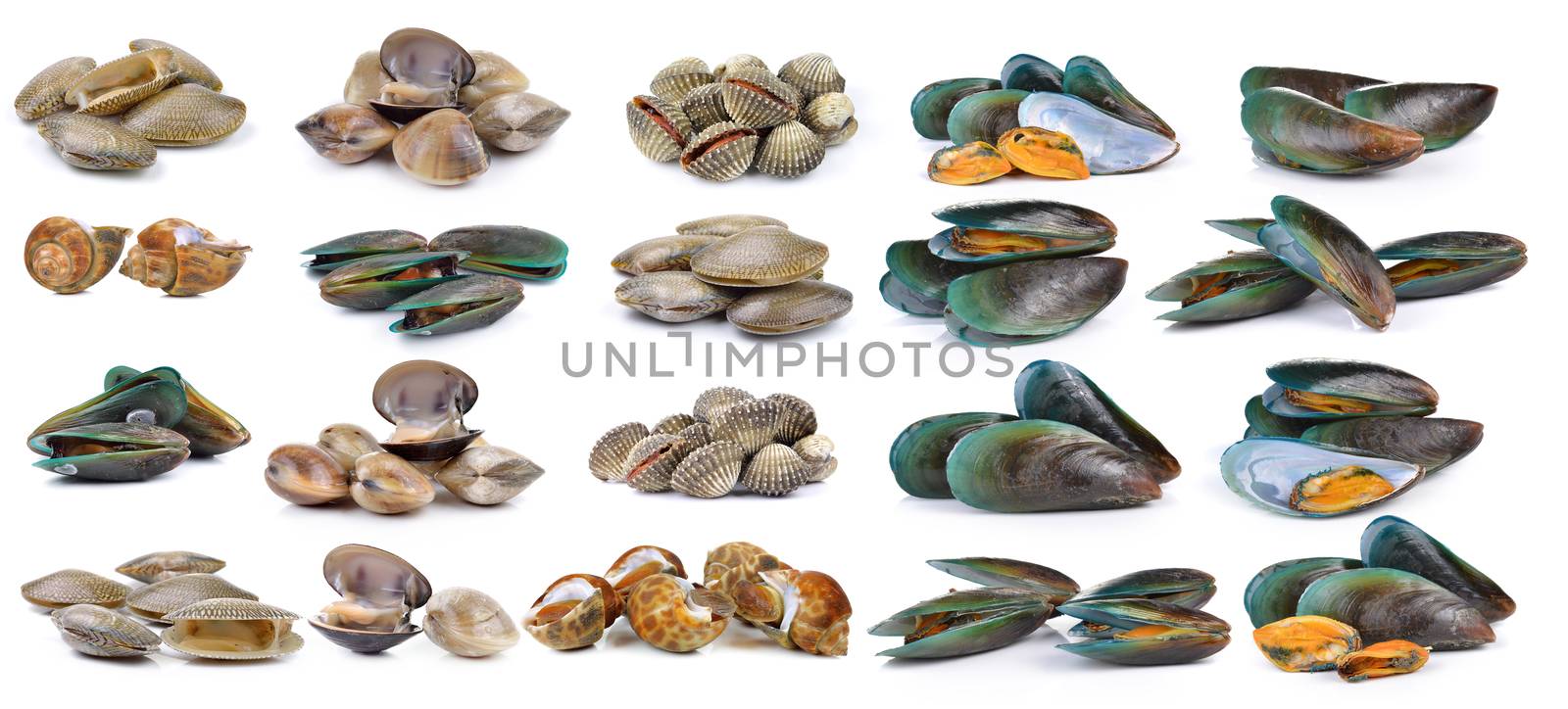 enamel venus shell, Clam shellfish, Surf clam, mussel,  spotted babylon on white background