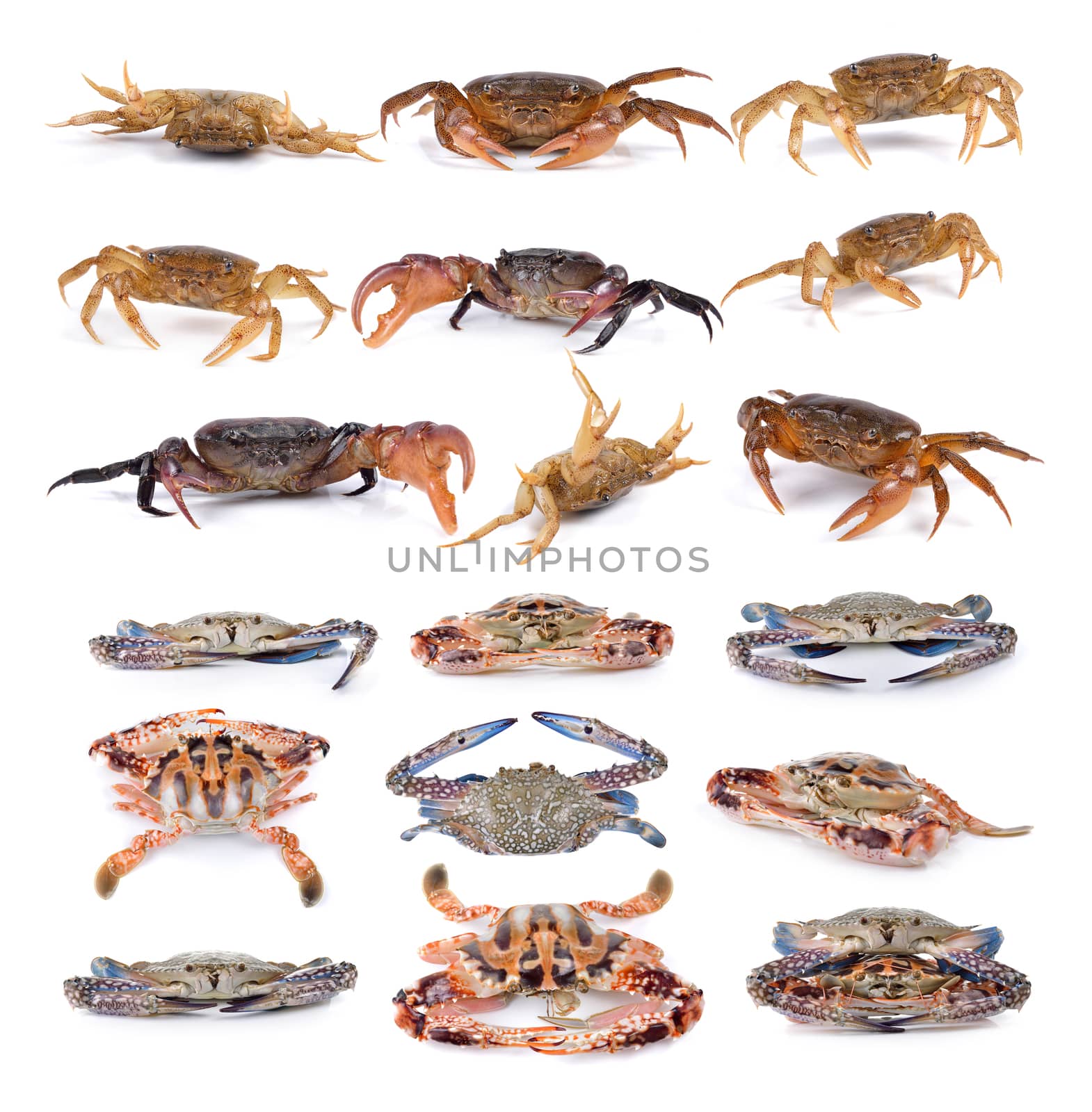 crab on white background by sommai
