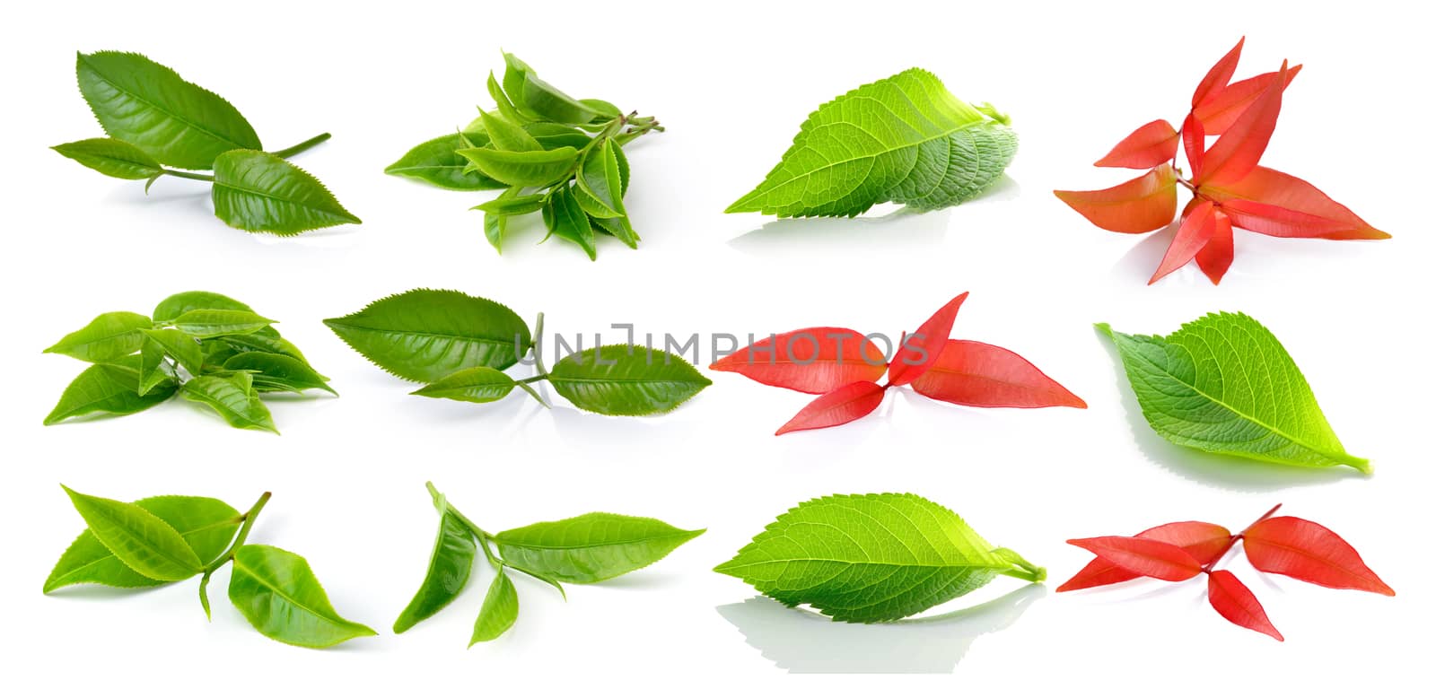 green tea leaf and leaf on white background by sommai