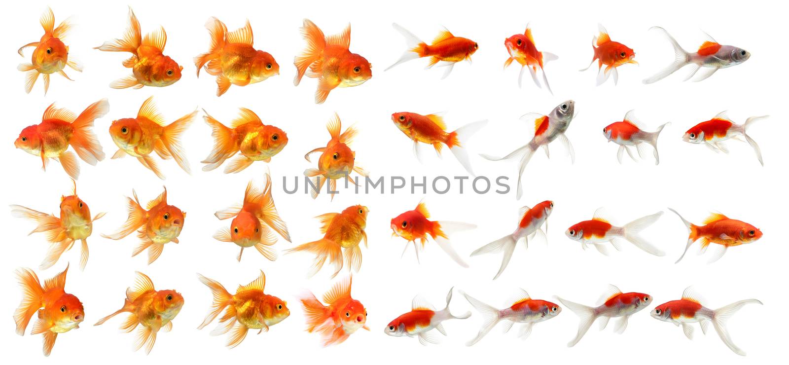 set of gold fish Isolation on the white background by sommai