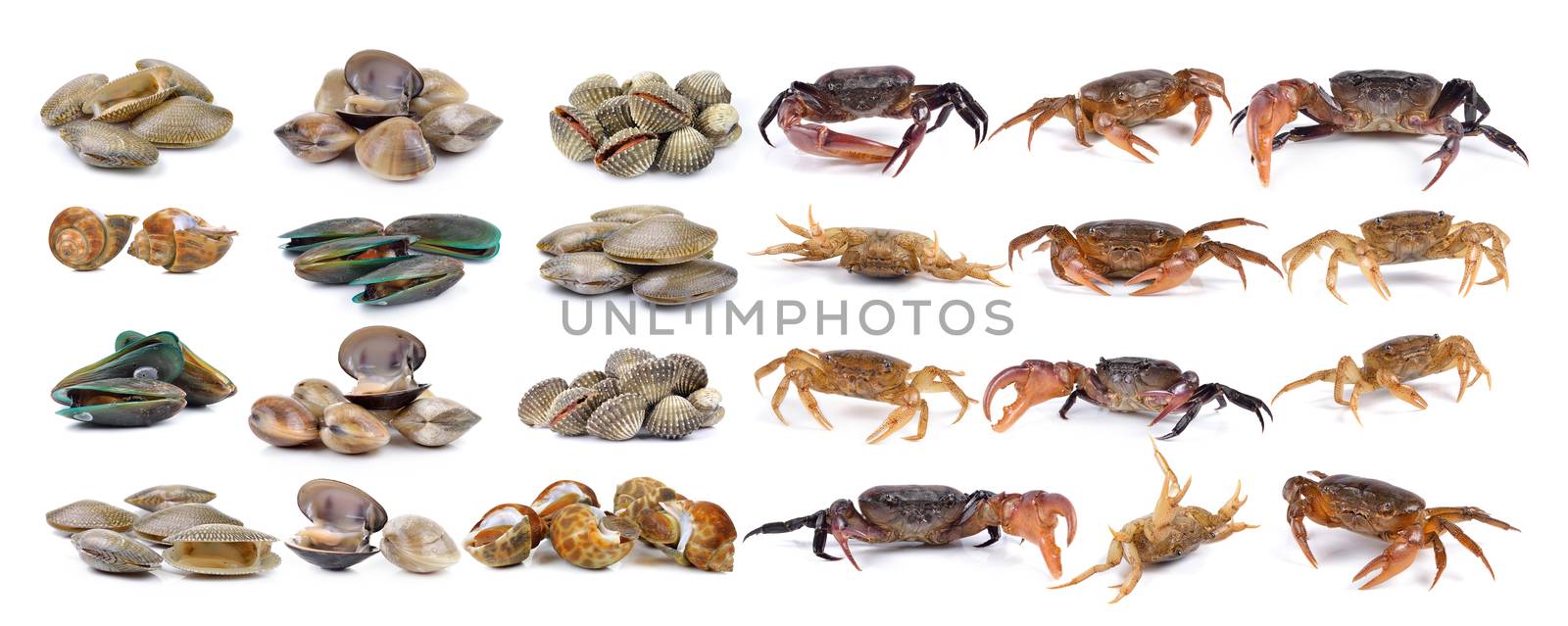  crab and enamel venus shell, Clam shellfish, Surf clam, mussel,  spotted babylon on white background