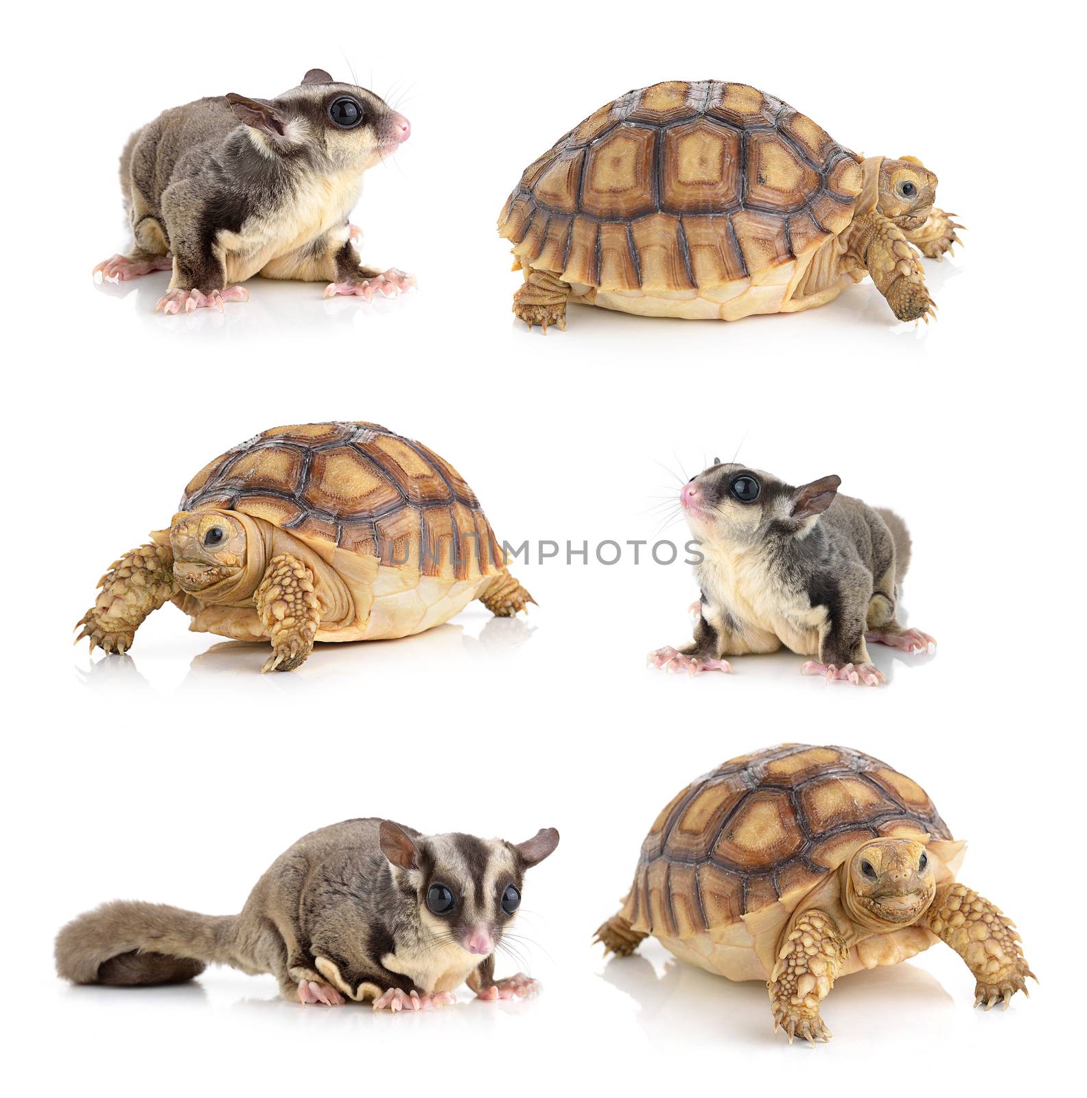 turtle and Sugar Glider on white background by sommai