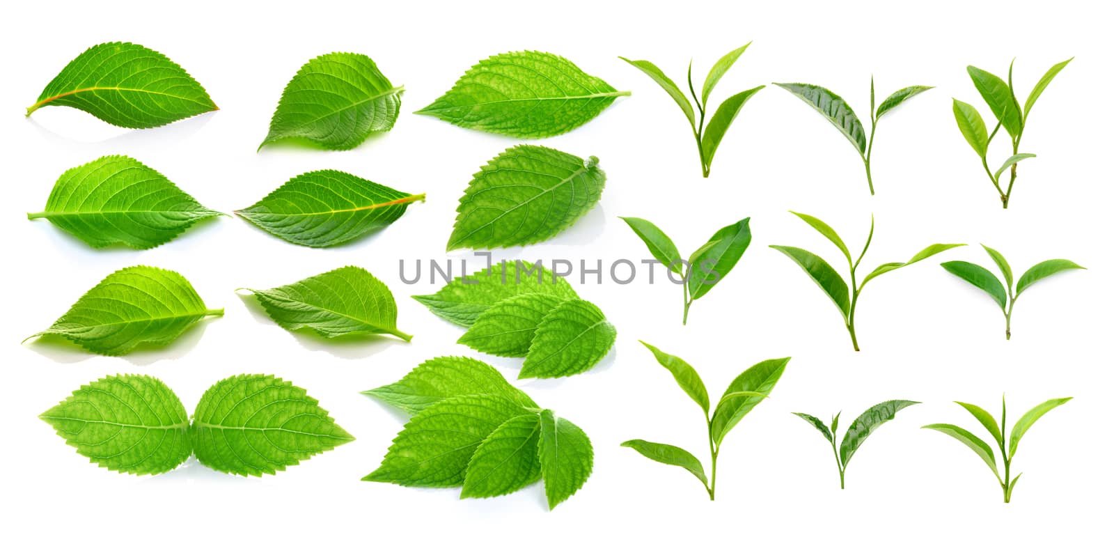 green tea leaf and green leaves on a white background