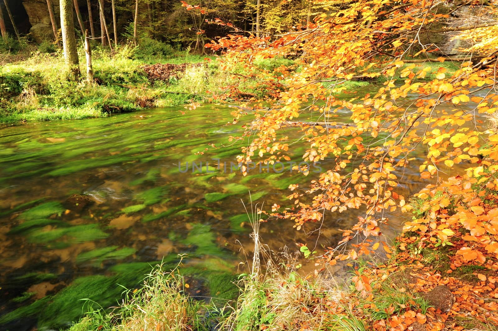 Autumn colored trees, leaves, rocks around the beautiful river