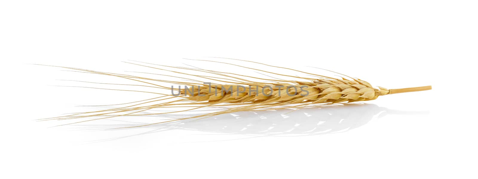 Closeup of a barley ear over a white background by sommai
