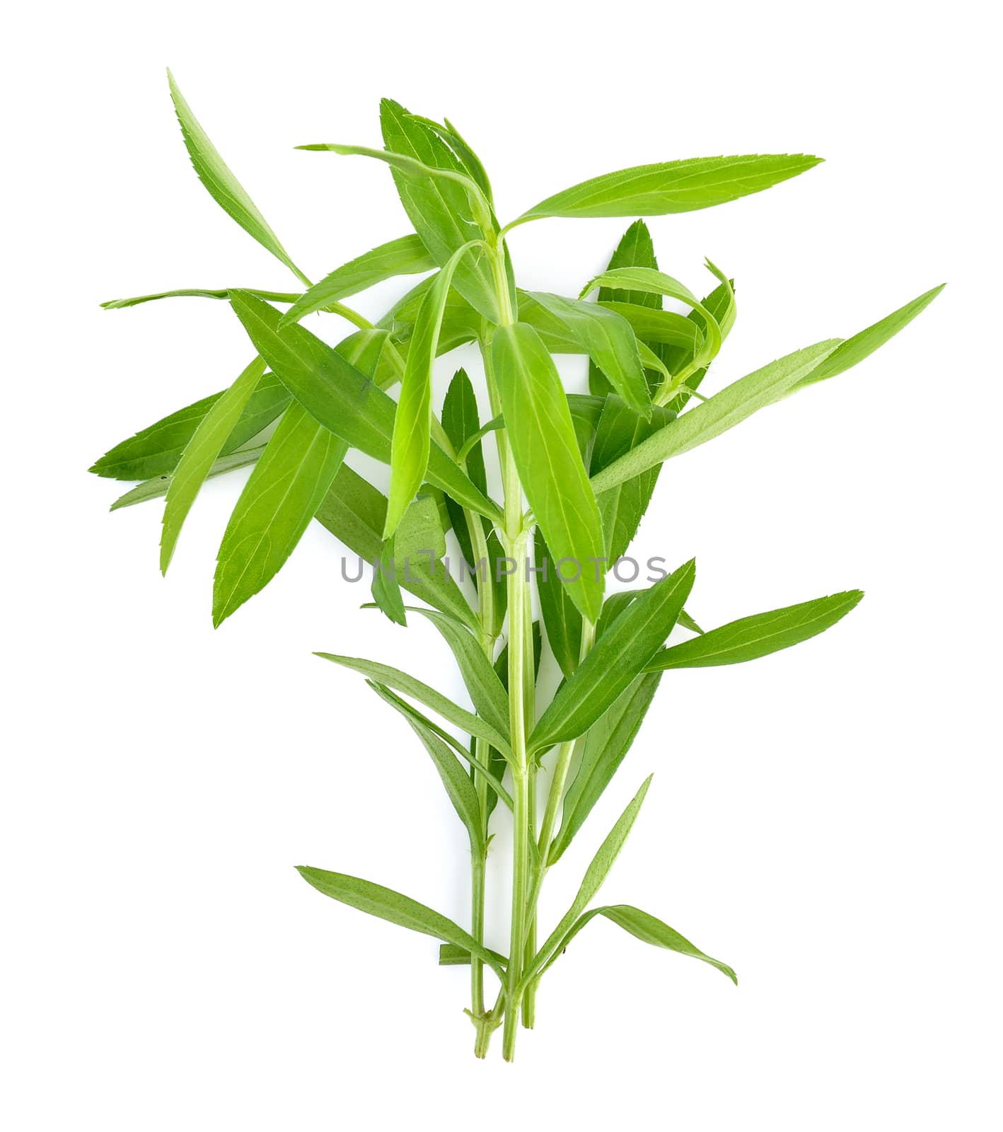 Tarragon herbs on white background by sommai