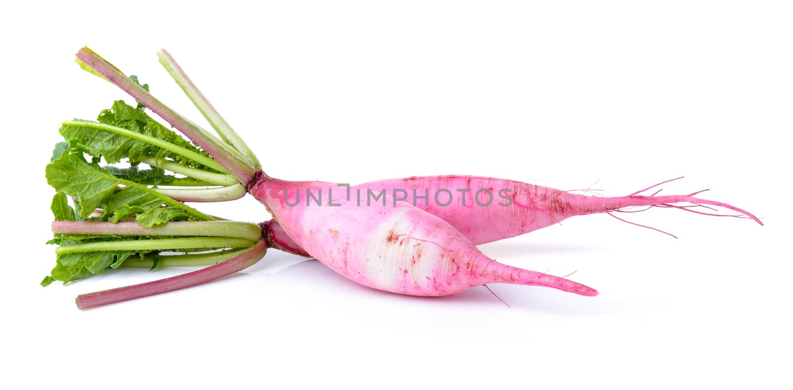  radishes isolated on white background by sommai