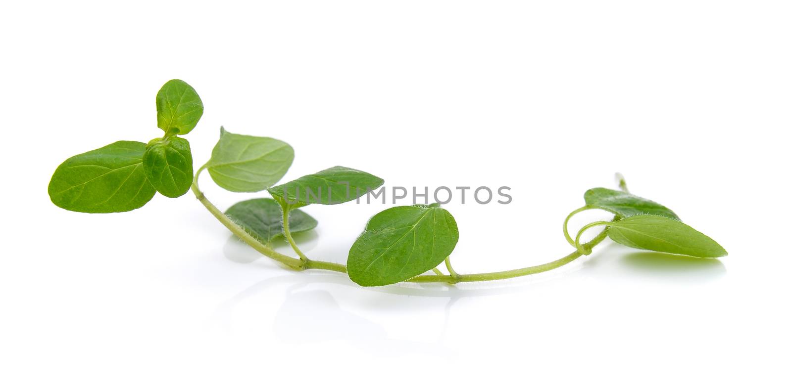 oregano leaf on white background by sommai