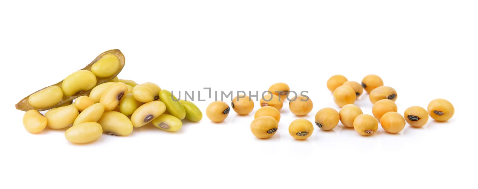 soybean