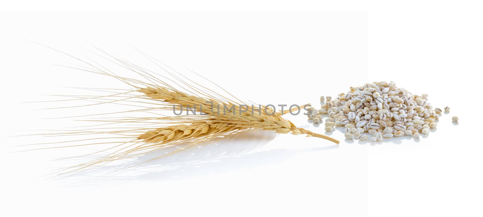  barley ear over a white background