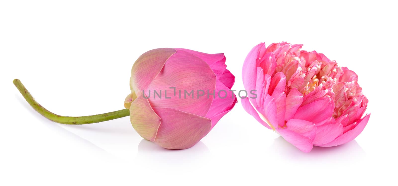 lotus flower on white background by sommai