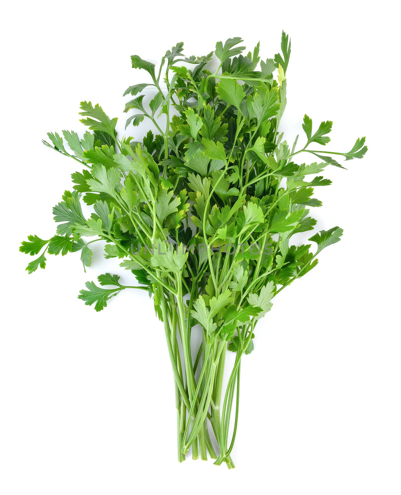 Parsley isolated on white background by sommai