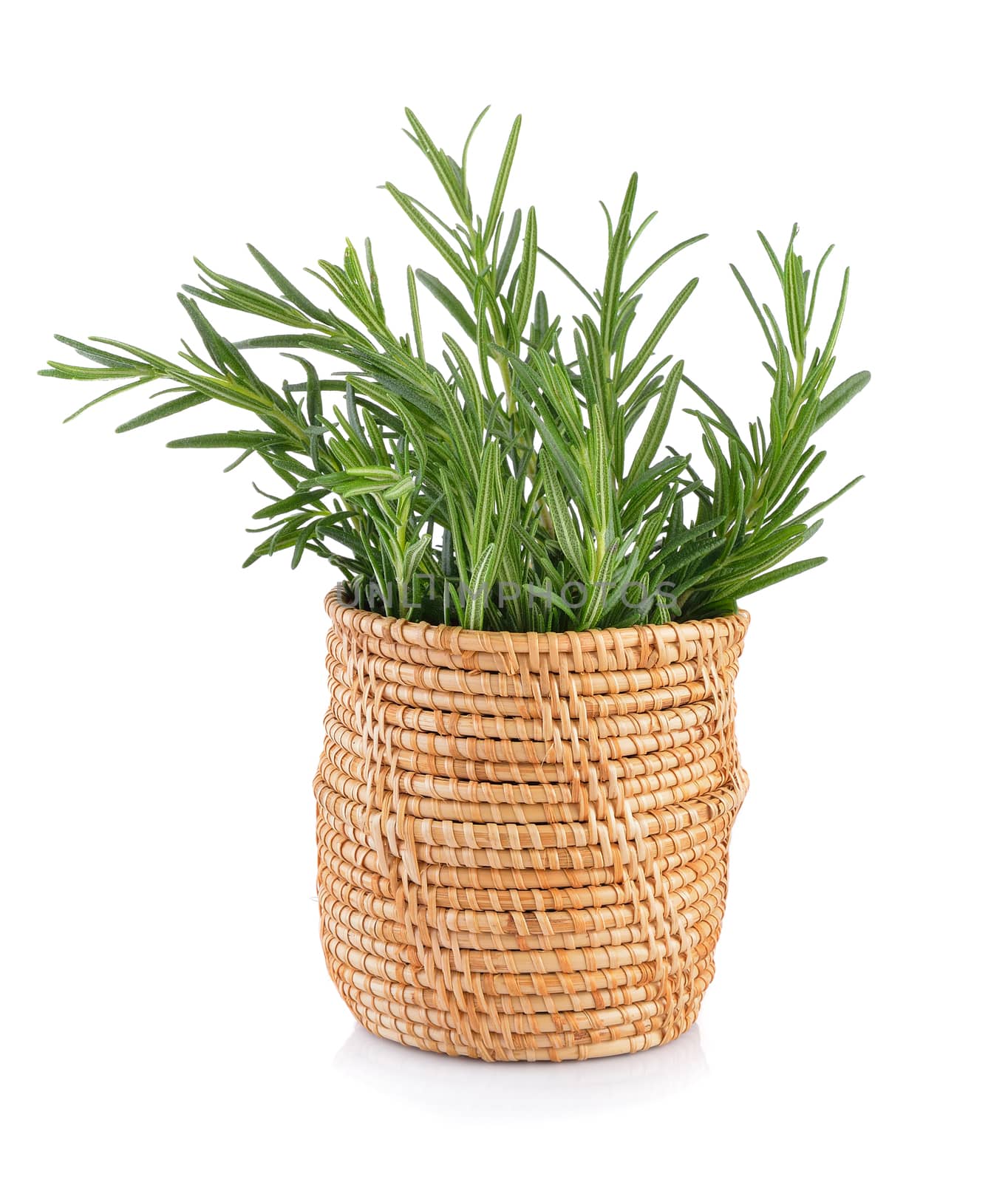 rosemary in basket on white background by sommai