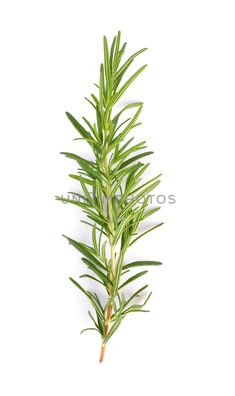 rosemary isolated on white background by sommai