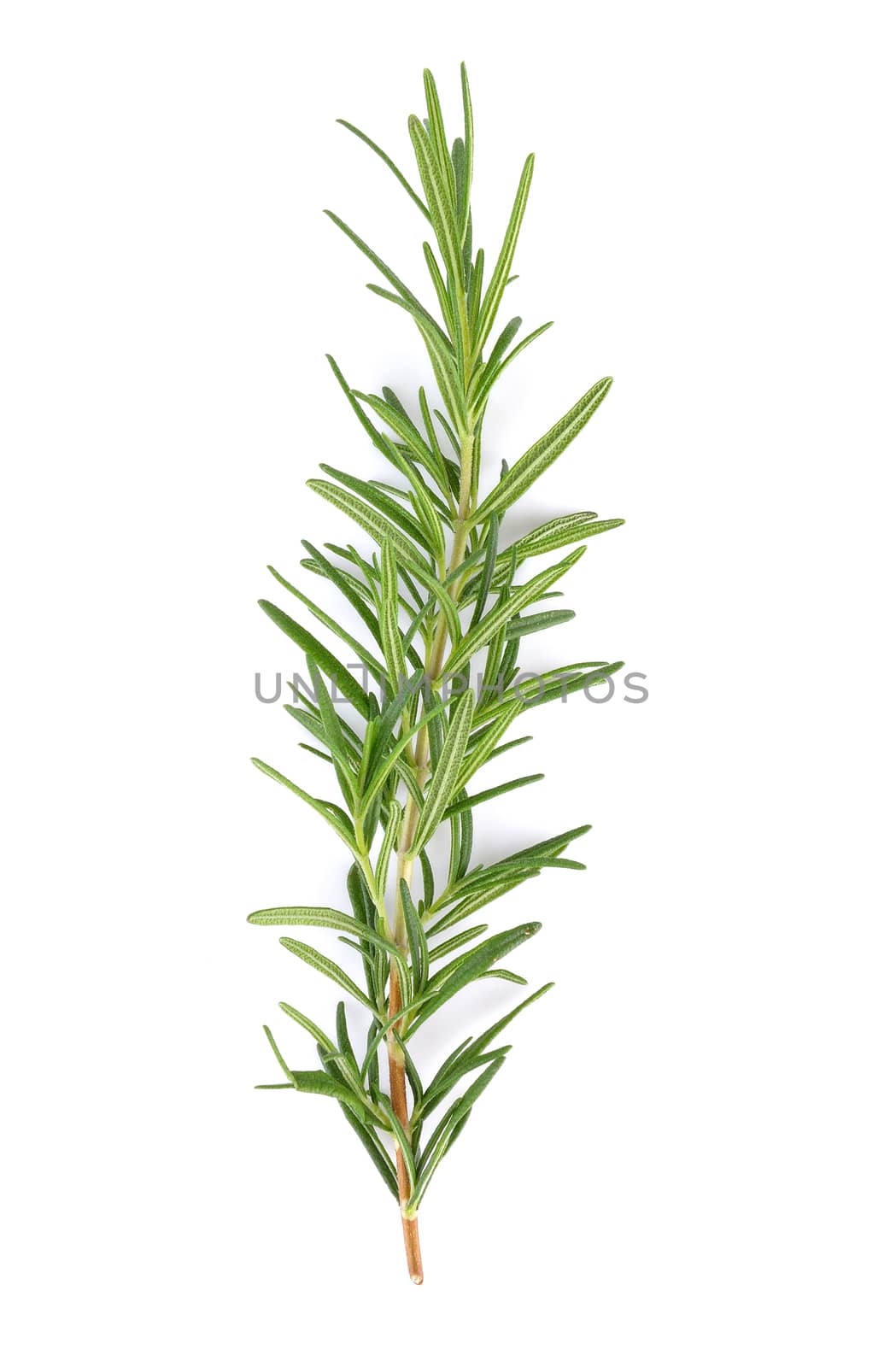 rosemary isolated on white background by sommai