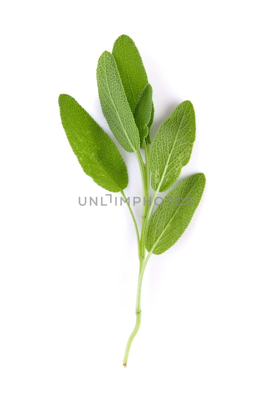 Sage plant on a white background by sommai