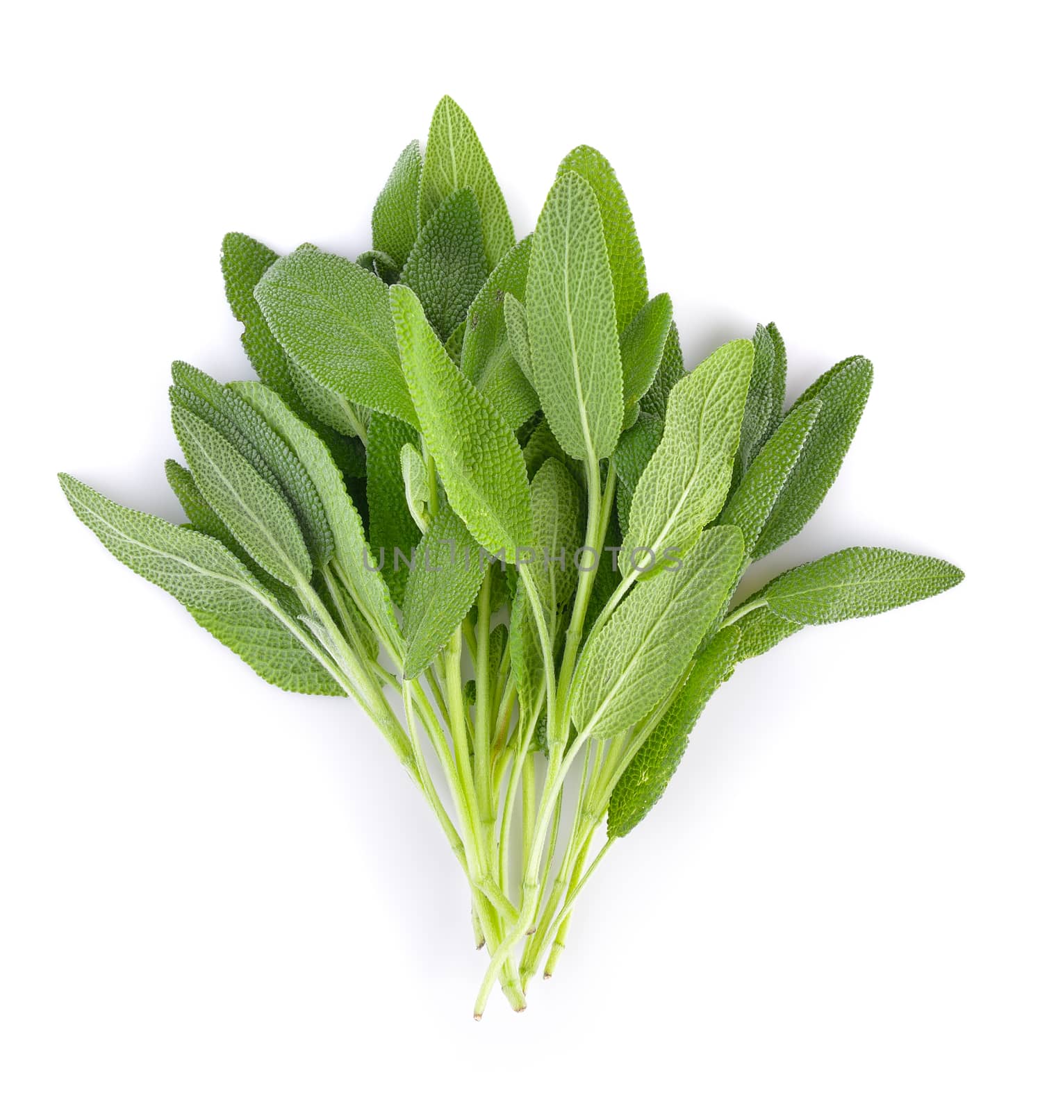 Sage plant on a white background by sommai