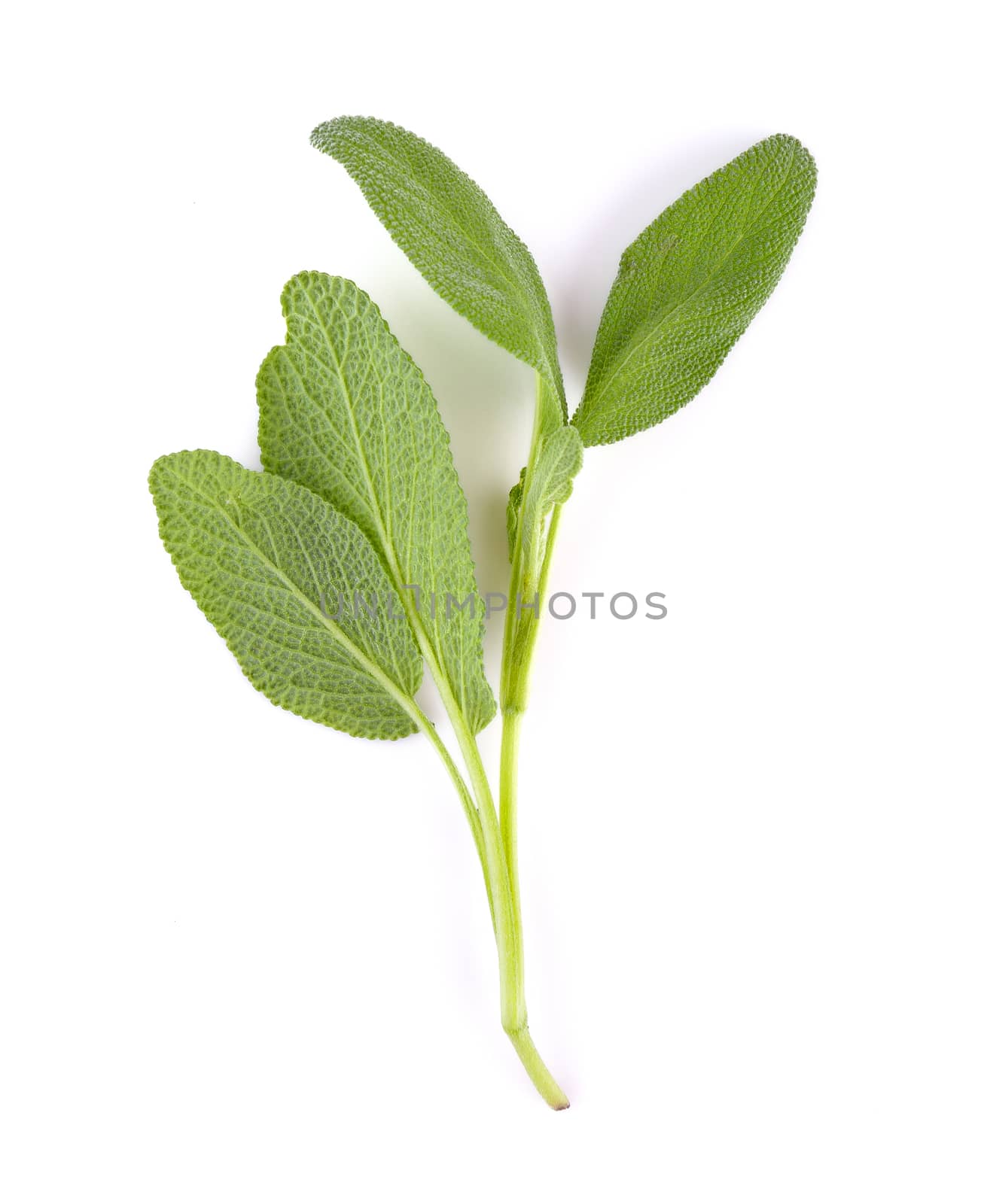Sage plant on a white background by sommai