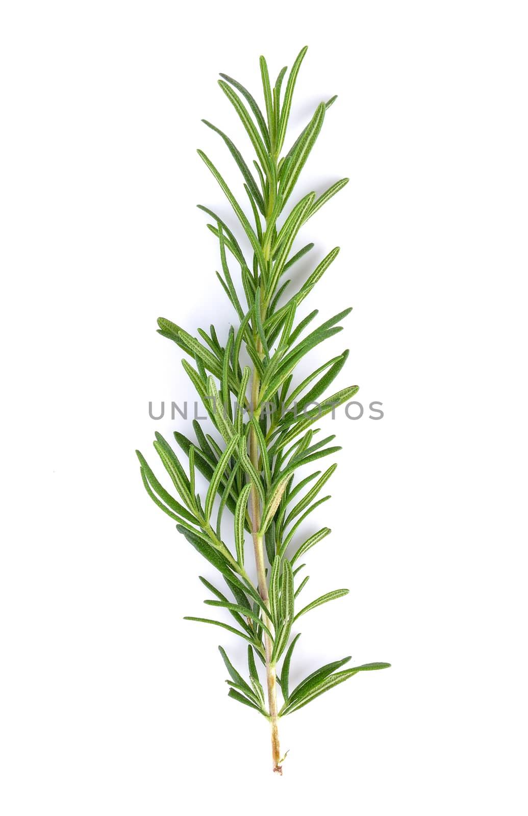 rosemary on white background